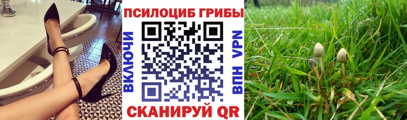где можно купить   omg ССЫЛКА  Галлюциногенные грибы Magic Shrooms  Светлоград 